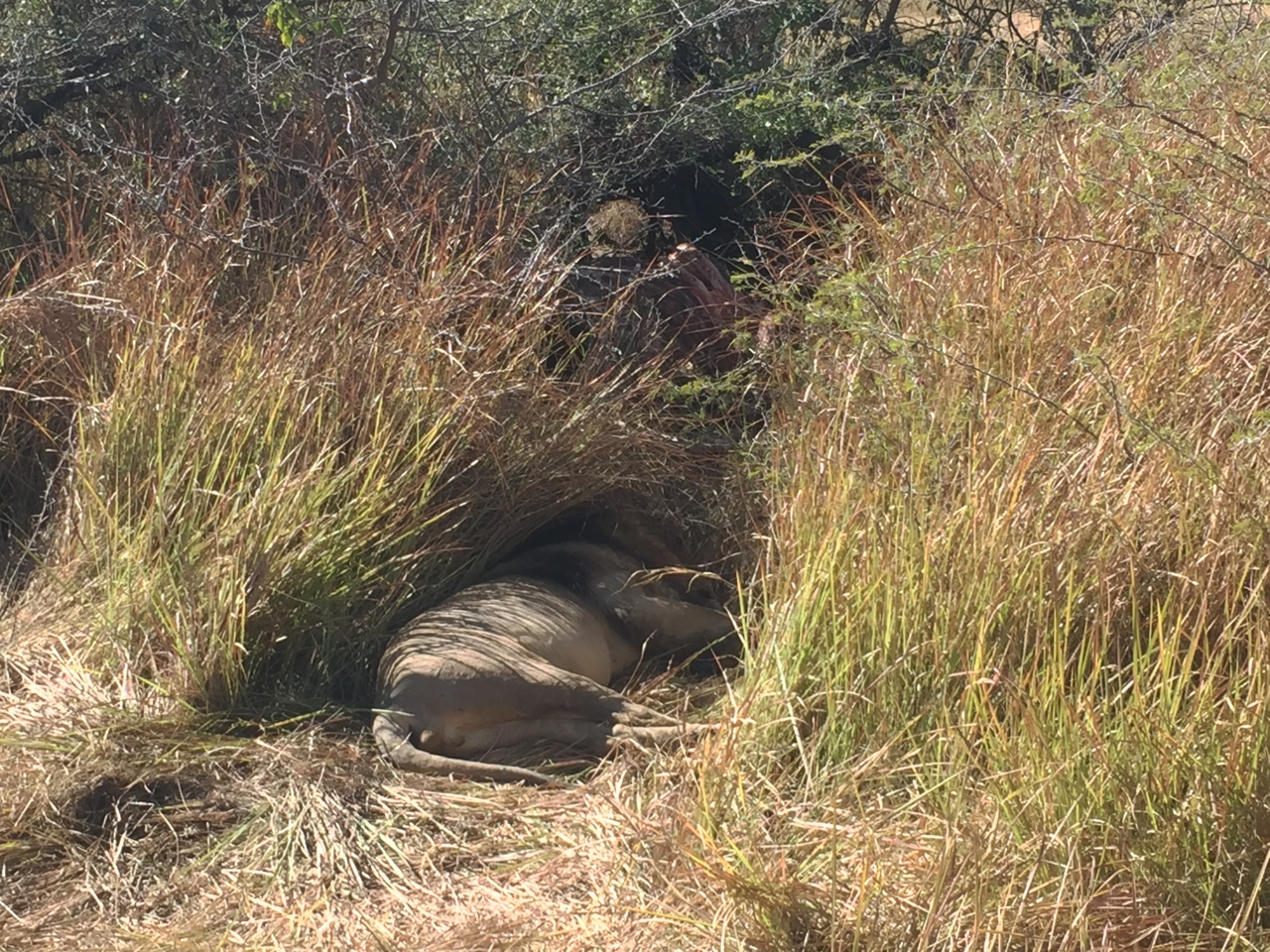 [19969] 2016_06_28_10_20_32_Africa_iPhone_6_IMG_8506_01046.jpg