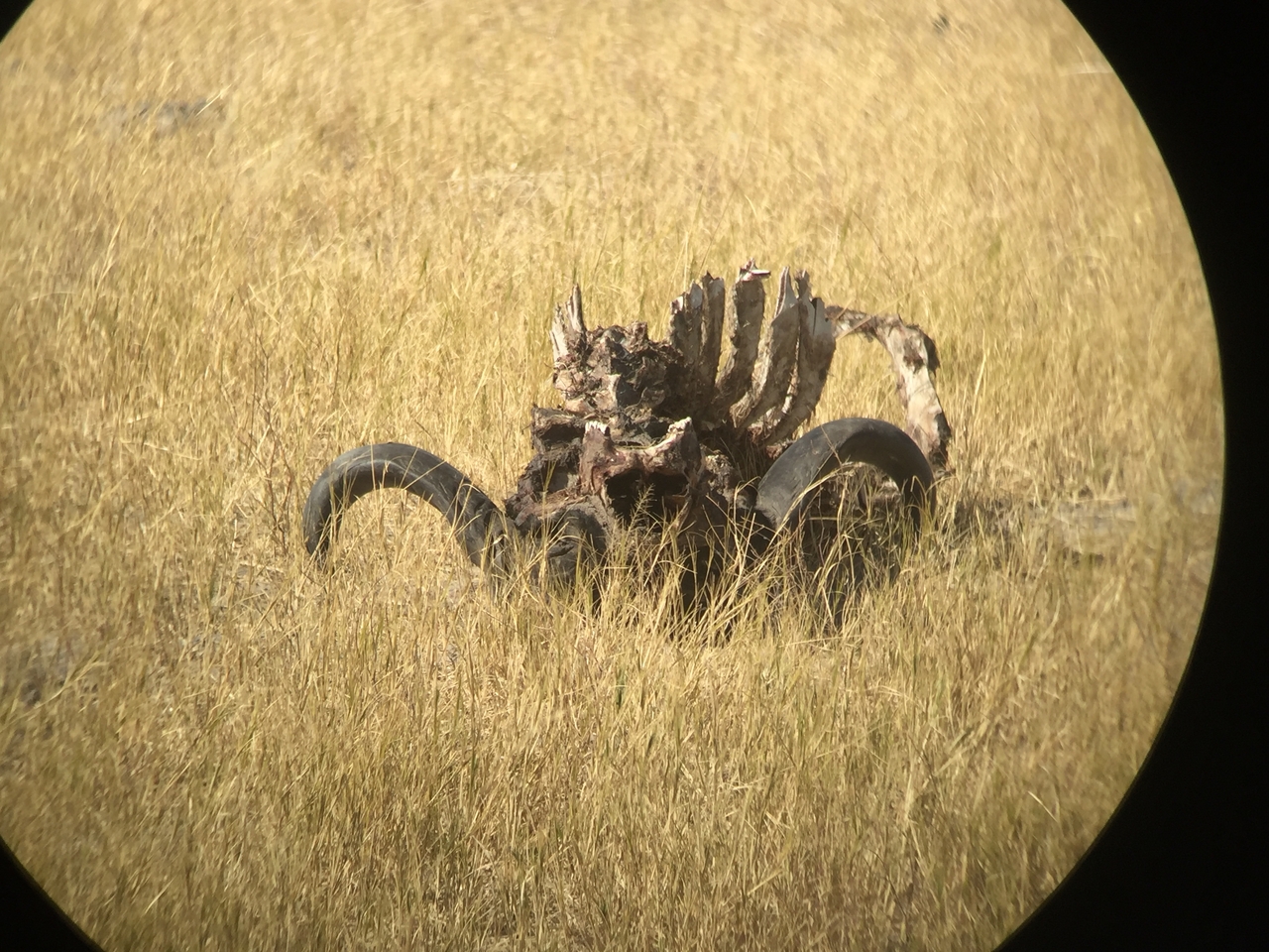 [20034] 2016_06_28_10_42_21_Africa_iPhone_6_IMG_8511_03388.jpg