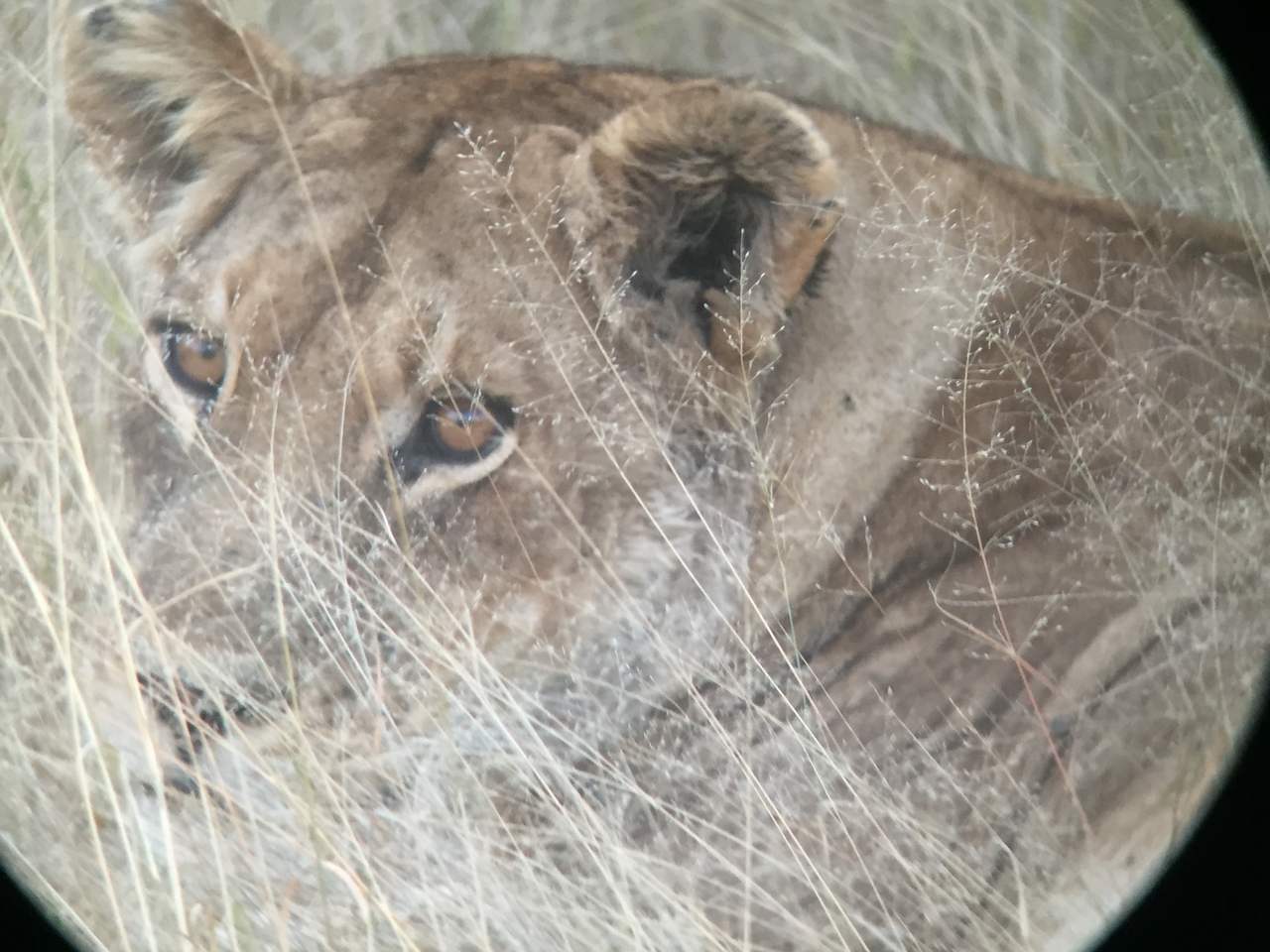 [22238] 2016_06_29_17_57_26_Africa_iPhone_6_IMG_8567_01095.jpg