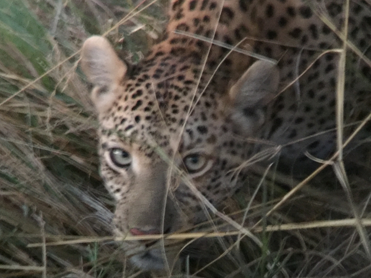 [22249] 2016_06_29_18_13_17_Africa_iPhone_6_IMG_8571_01098.jpg