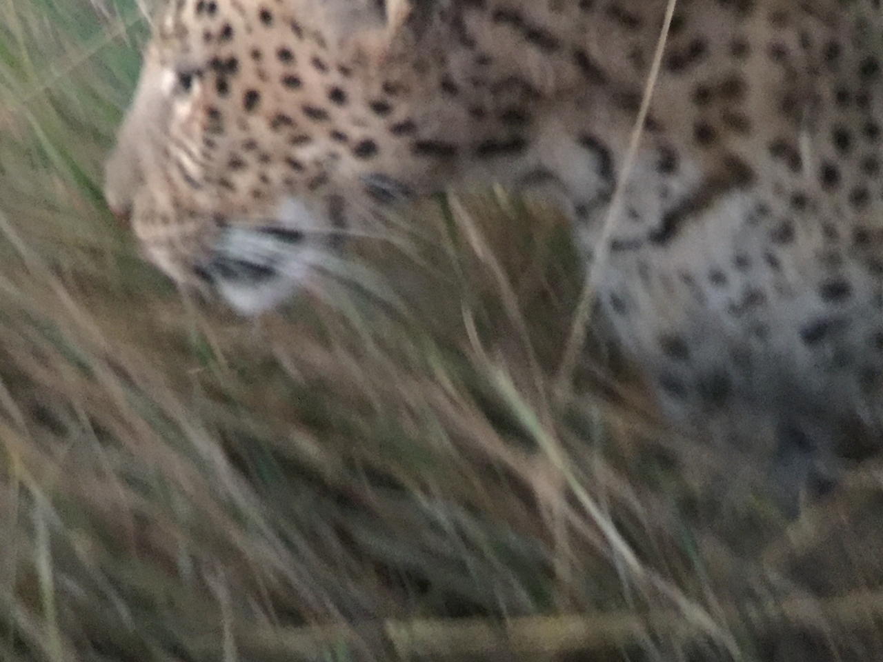 [22252] 2016_06_29_18_13_19_Africa_iPhone_6_IMG_8572_01099.jpg