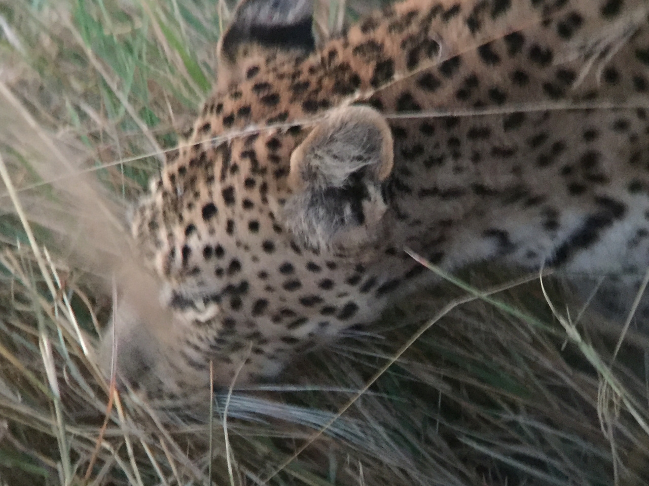 [22256] 2016_06_29_18_13_25_Africa_iPhone_6_IMG_8573_03441.jpg