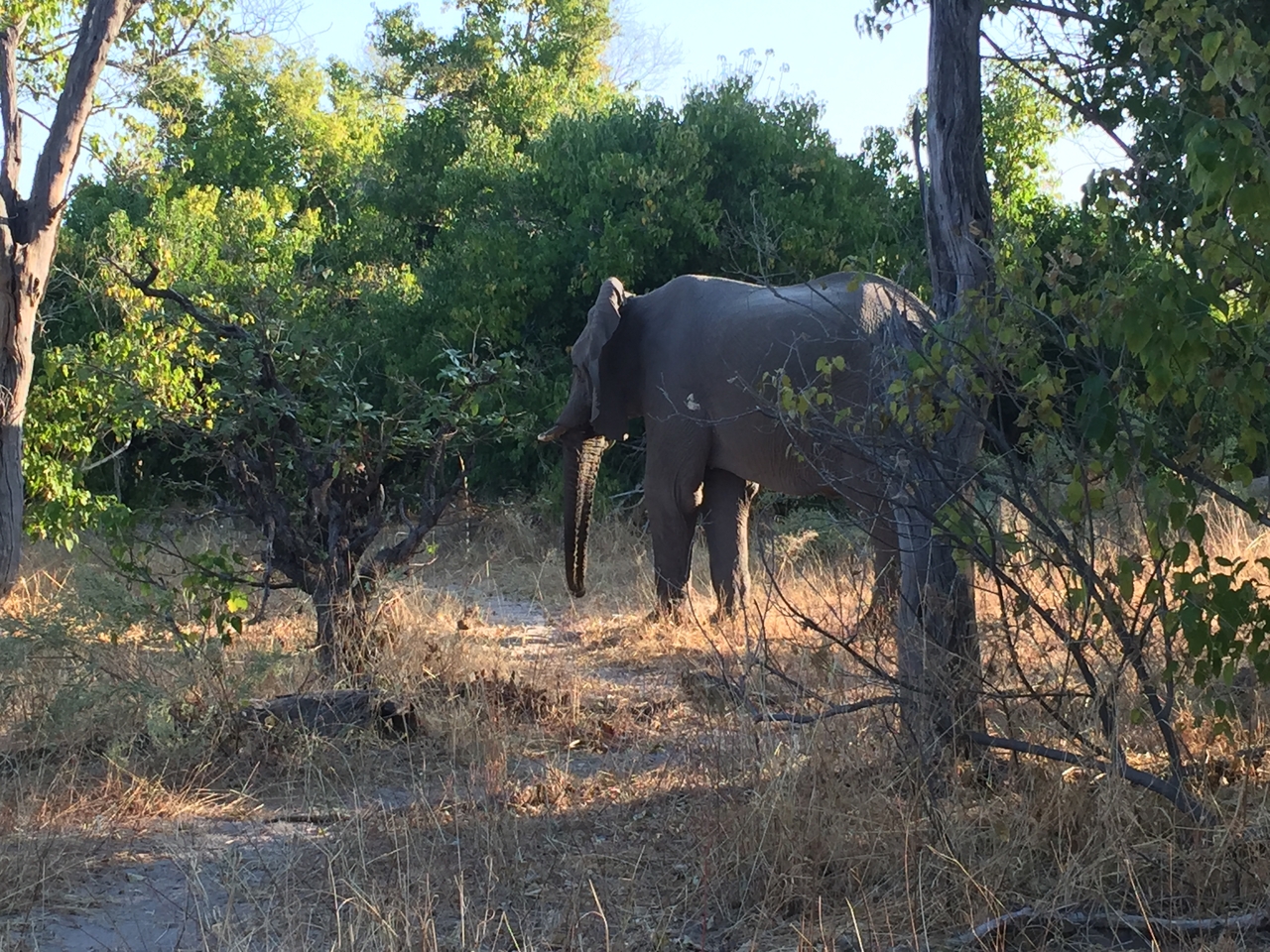 [26622] 2016_06_30_16_56_25_Africa_iPhone_6_IMG_8609_00549.jpg