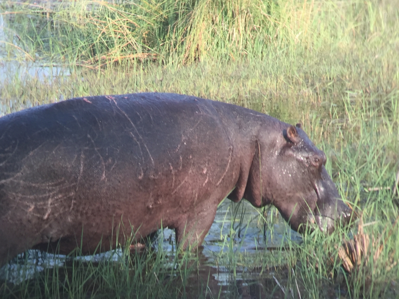 [27939] 2016_07_02_08_42_21_Africa_iPhone_6_IMG_8725_00649.jpg