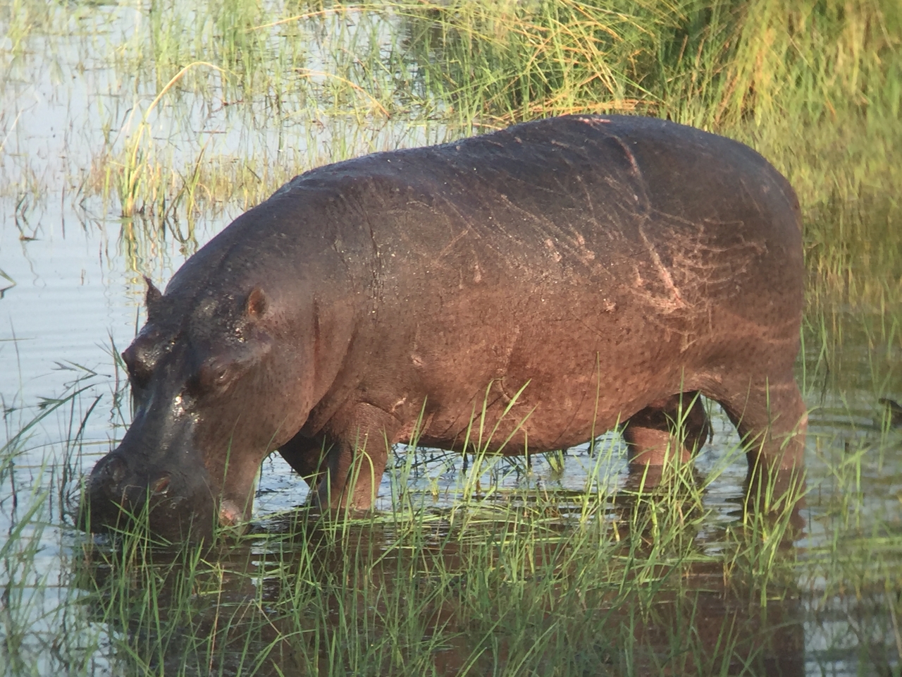 [27980] 2016_07_02_08_45_09_Africa_iPhone_6_IMG_8738_03585.jpg