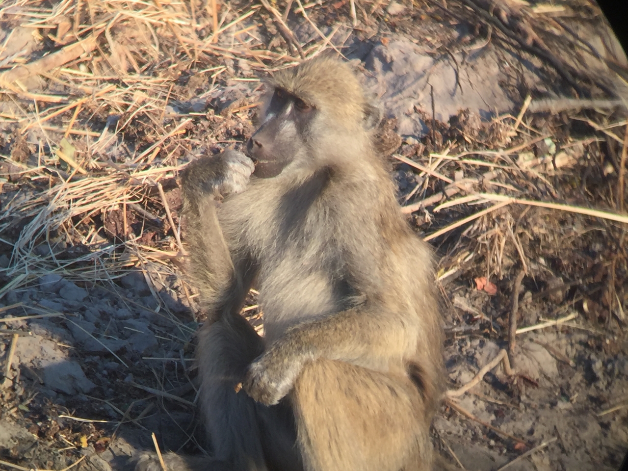 [34349] 2016_07_04_17_27_37_Africa_iPhone_6_IMG_9019_03805.jpg