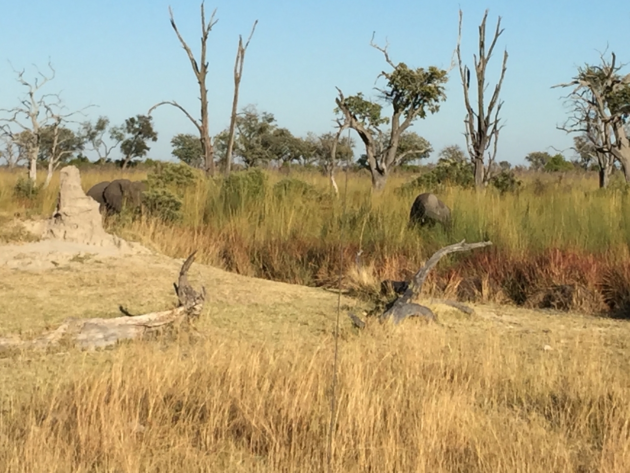 [19834] 2016_06_28_07_12_33_Africa_iPhone_6_Plus_IMG_3781_06957.jpg