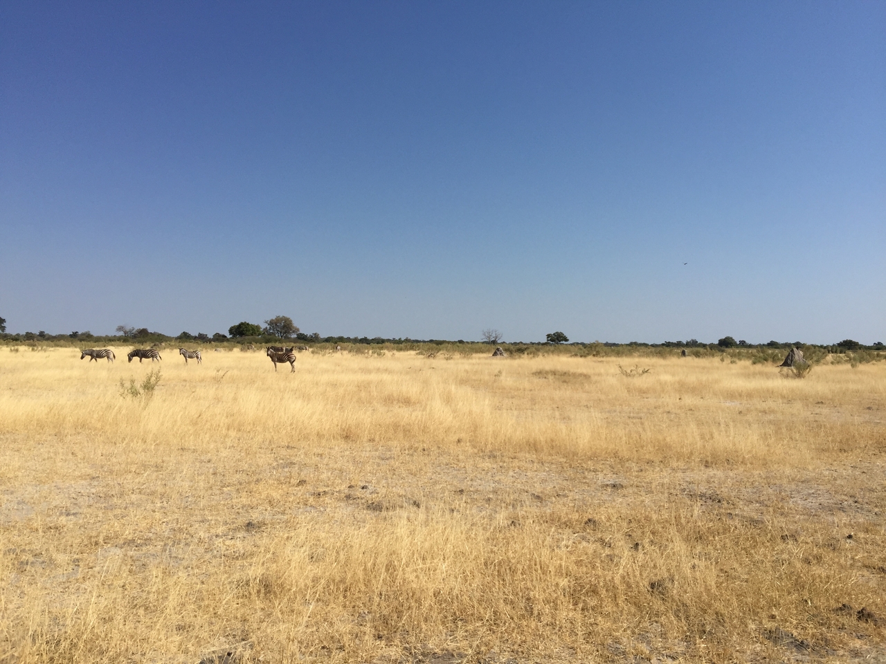 [25280] 2016_06_30_12_08_47_Africa_iPhone_6_Plus_IMG_3966_00464.jpg