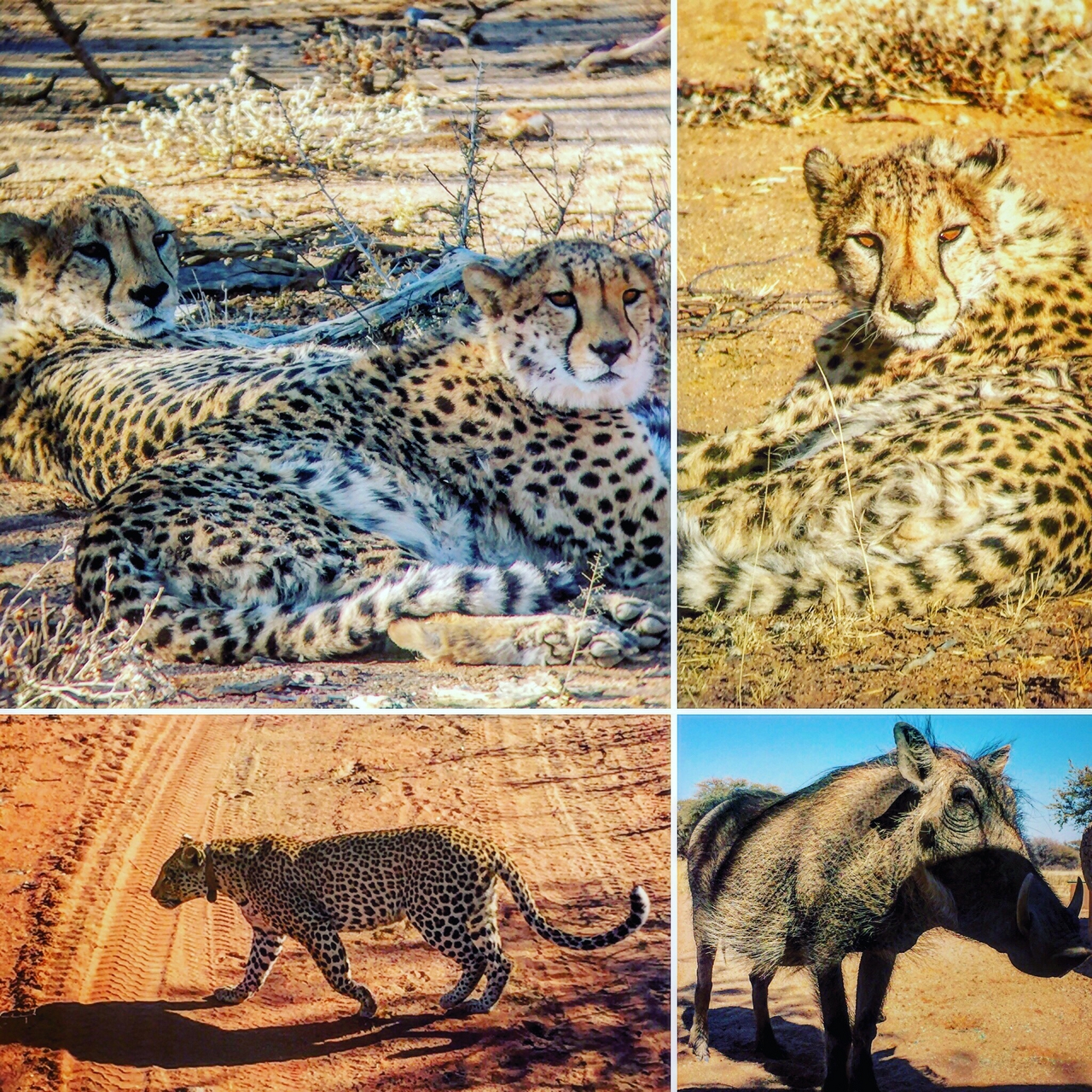 [34565] 2016_08_07_18_16_11-04_00_Africa_Other_Cameras_IMG_7694_02625.jpg