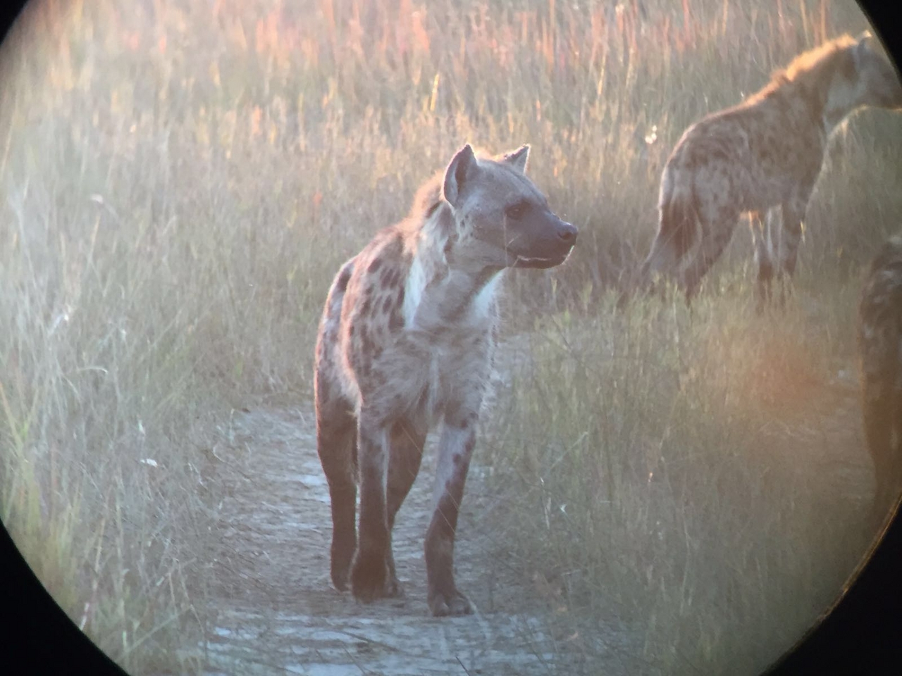 [34753] 2016_08_07_19_20_36-04_00_Africa_Other_Cameras_IMG_4966_00803.jpg