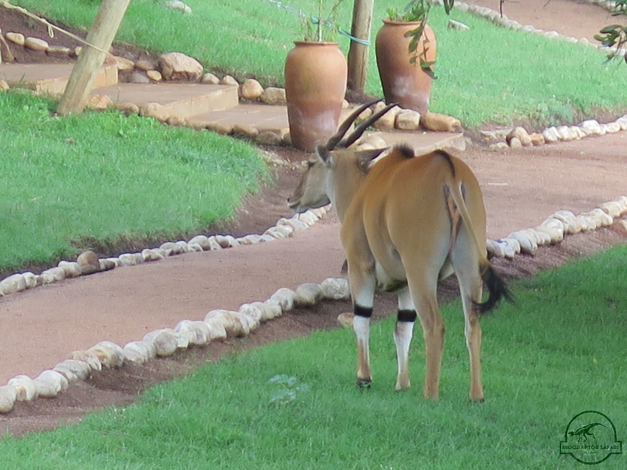 [53] 2019_06_29_09_50_29_Africa_Canon_PowerShot_G16_IMG_0200_00027.jpg