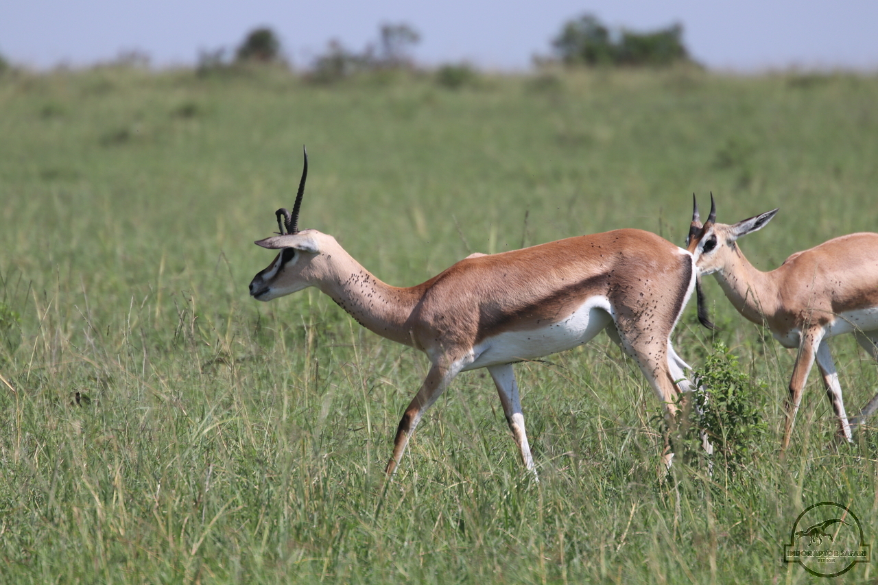 [67] 2019_06_29_09_38_56_Africa_Canon_EOS_77D_IMG_1733_00032.jpg