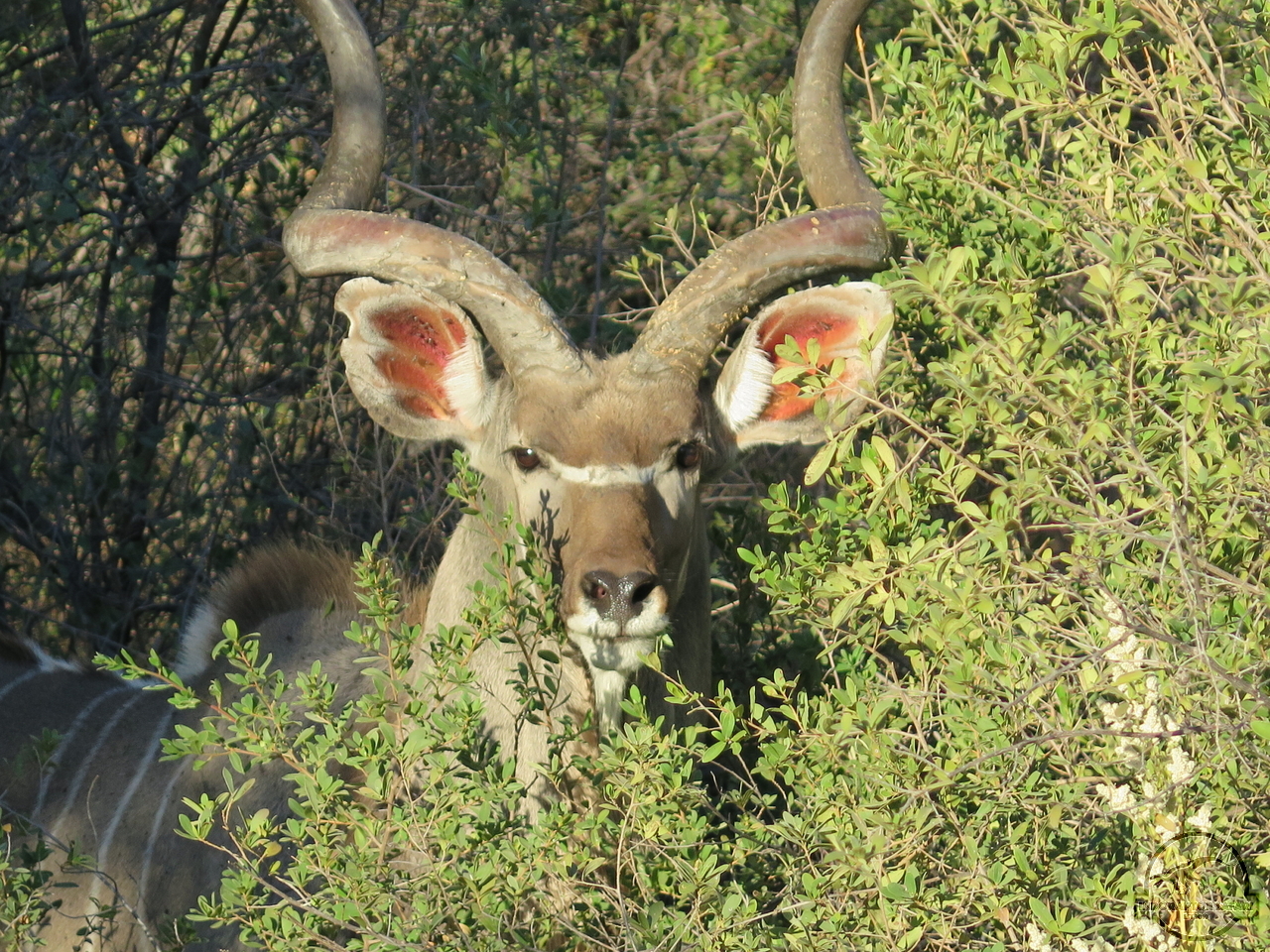 [87] 2019_06_19_11_04_53_Africa_Canon_PowerShot_G16_IMG_0031_00020.jpg