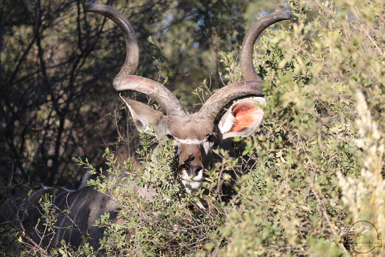 [98] 2019_06_19_21_54_08_Africa_Canon_EOS_5D_Mark_IV_IMG_0000350_00001.jpg