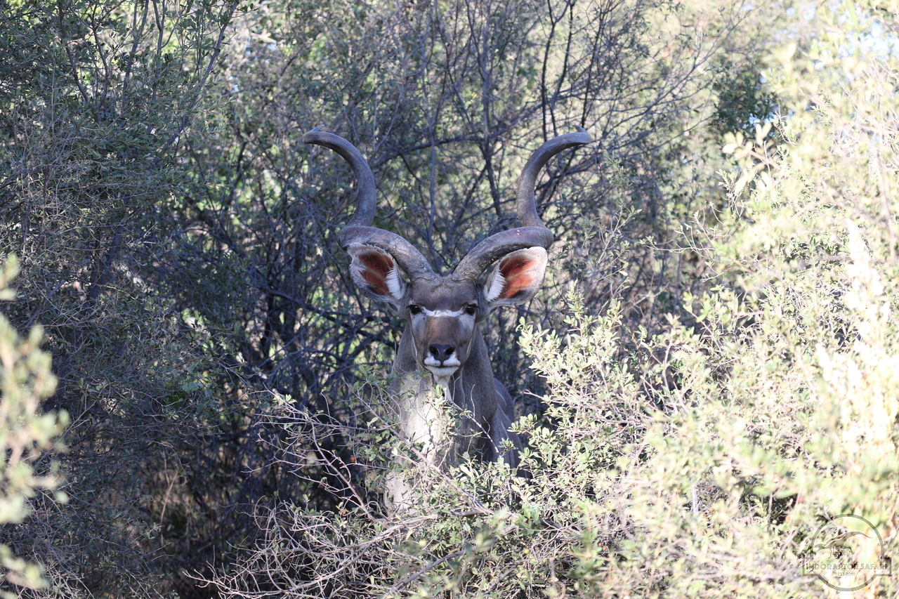 [102] 2019_06_19_21_55_40_Africa_Canon_EOS_5D_Mark_IV_IMG_0000357_00019.jpg