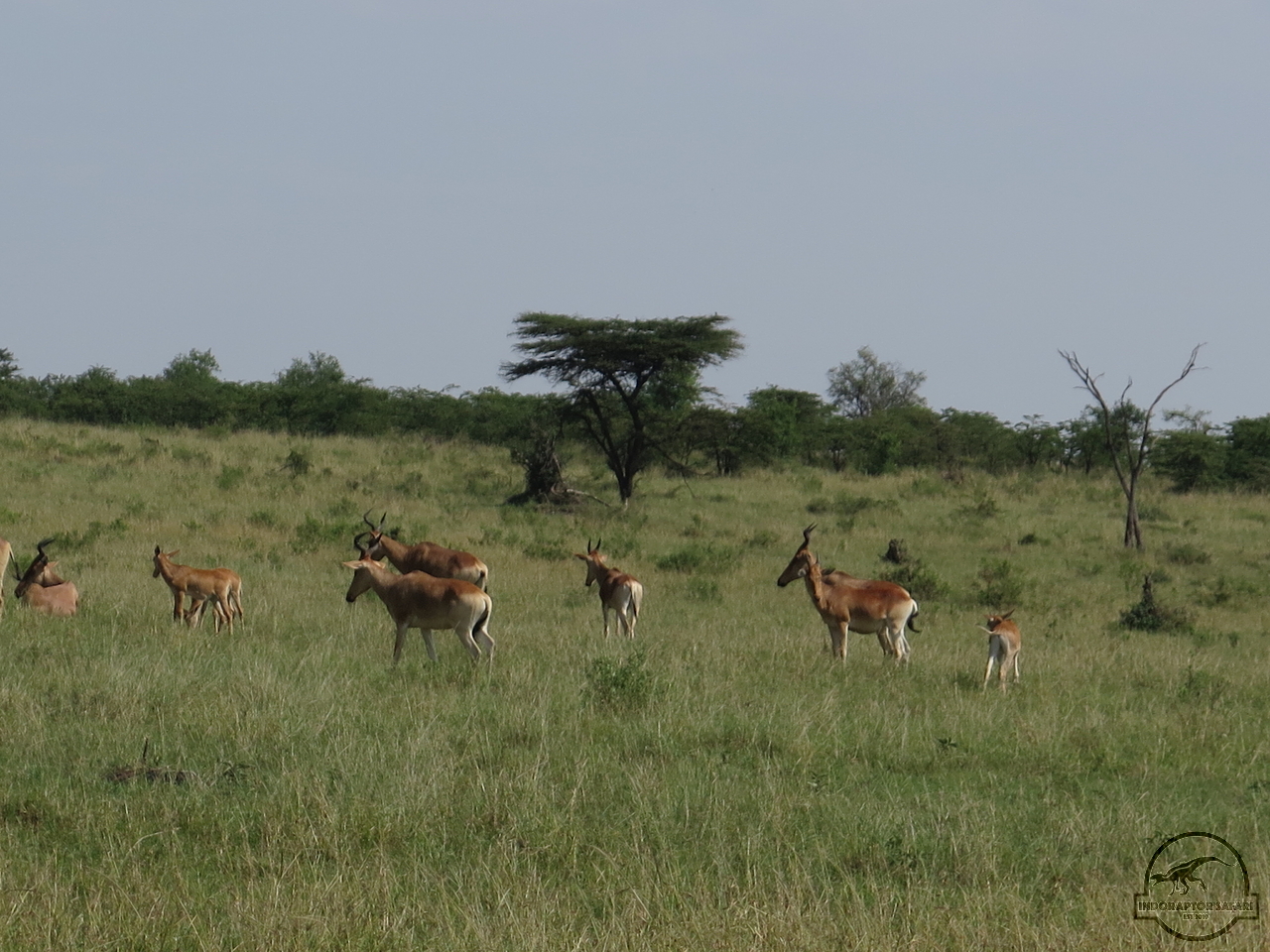 [113] 2019_06_30_03_46_20_Africa_Canon_PowerShot_G16_IMG_0082_00004.jpg