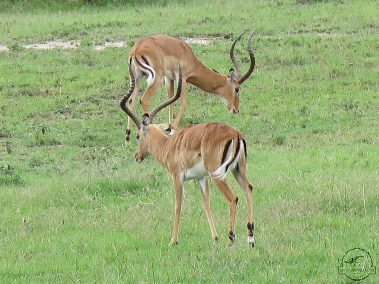 [130] 2019_07_04_02_40_30_Africa_Canon_PowerShot_G16_IMG_0040_00050.jpg