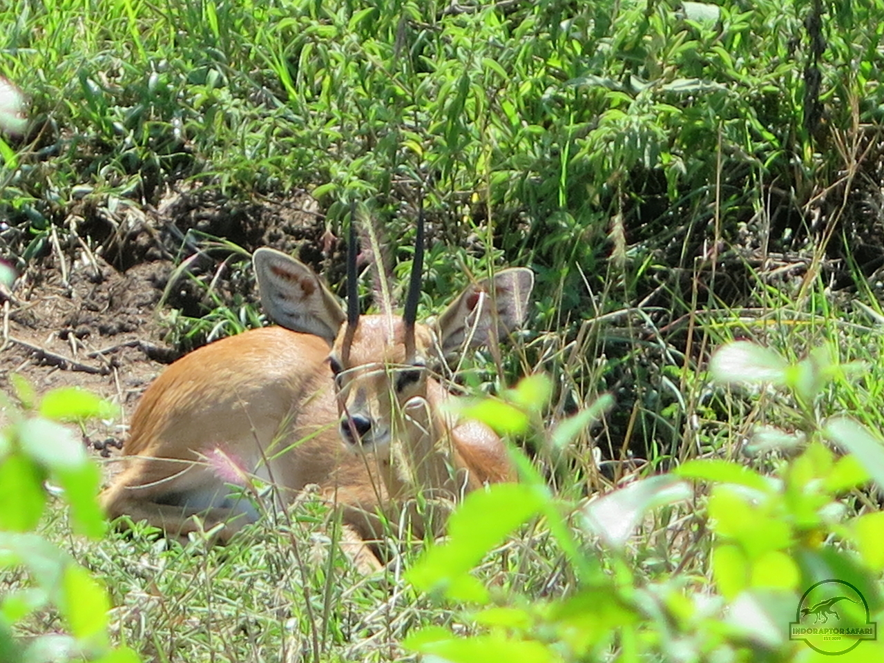 [137] 2019_06_29_04_29_31_Africa_Canon_PowerShot_G16_IMG_0055_00001.jpg