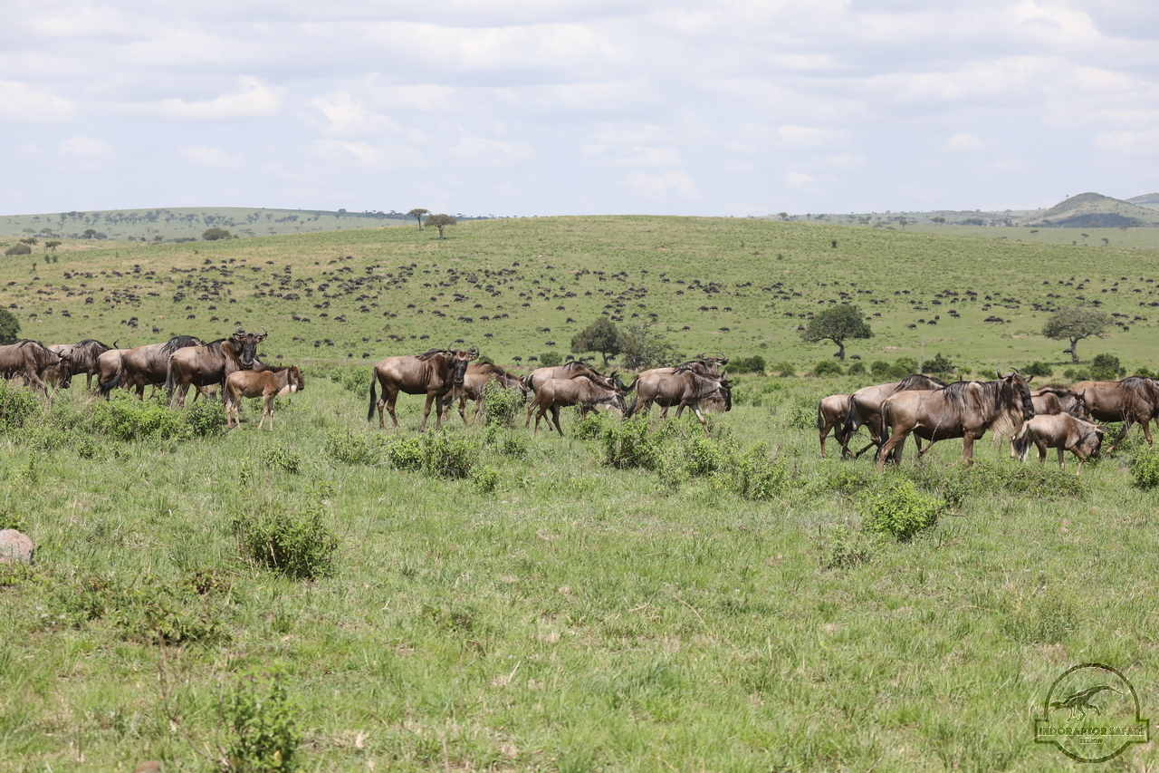 [238] 2019_07_03_15_57_55_Africa_Canon_EOS_5D_Mark_IV_IMG_0013900_00083.jpg