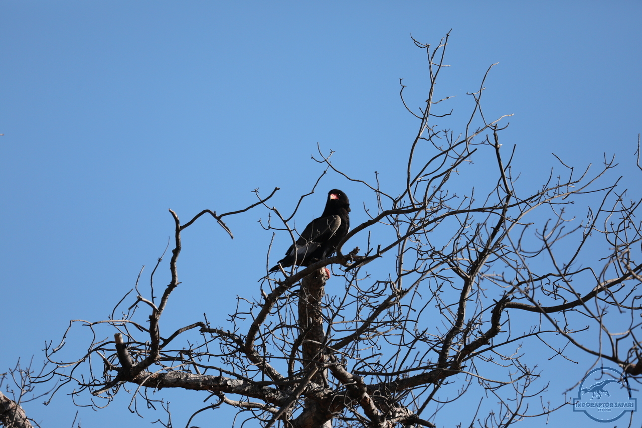 [265] 2019_06_22_14_10_50_Africa_Canon_EOS_5D_Mark_IV_IMG_0002674_00099.jpg