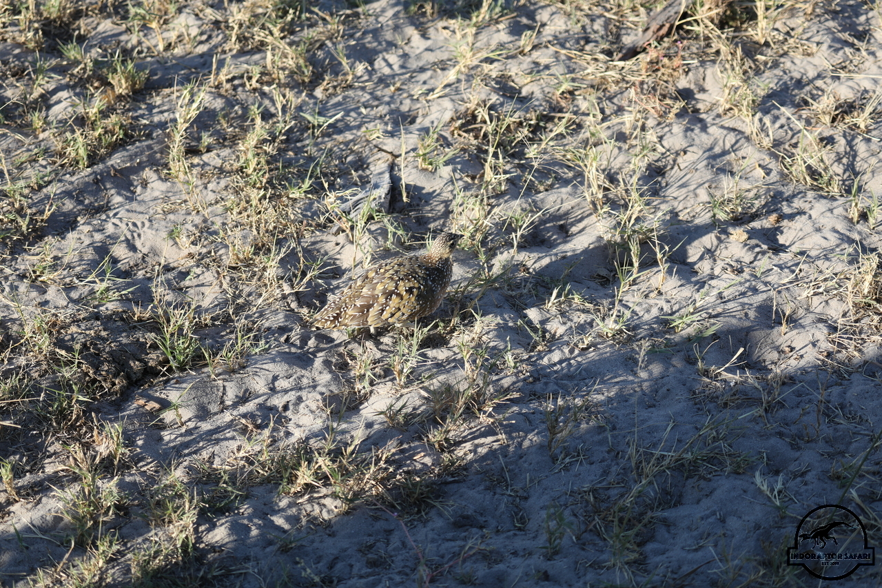 [286] 2019_06_20_13_18_50_Africa_Canon_EOS_5D_Mark_IV_IMG_0001029_00106.jpg