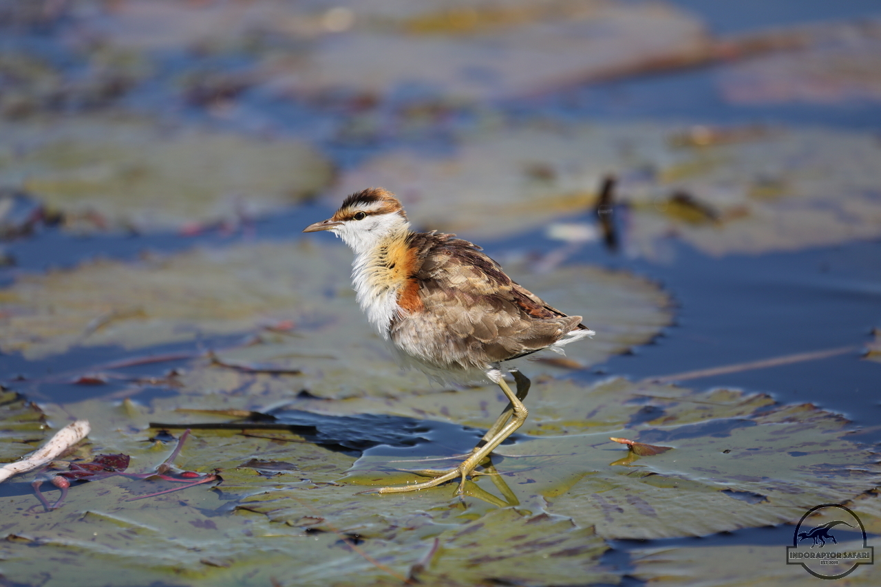 [315] 2019_06_21_17_16_13_Africa_Canon_EOS_5D_Mark_IV_IMG_0003956_00024.jpg