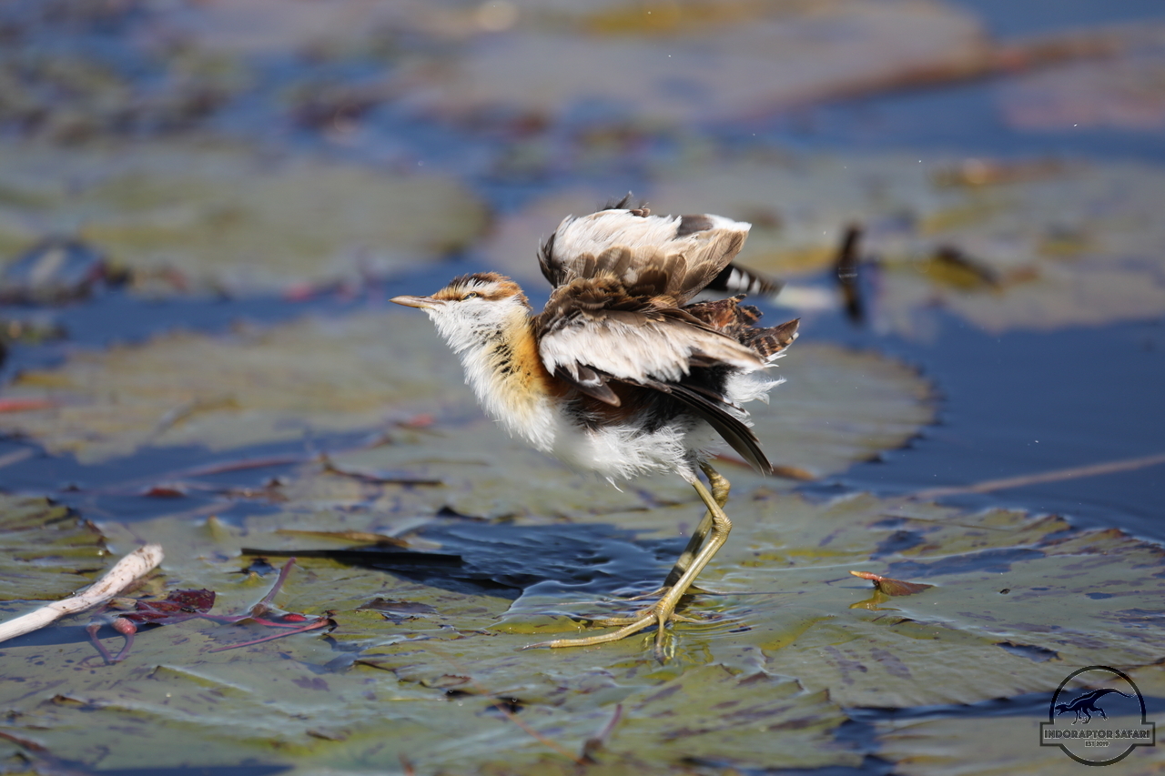 [317] 2019_06_21_17_16_13_Africa_Canon_EOS_5D_Mark_IV_IMG_0003958_00002.jpg