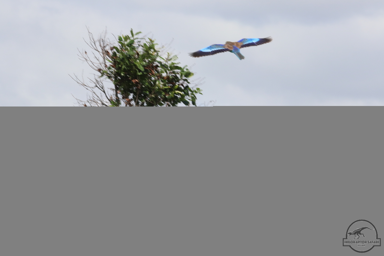 [342] 2019_07_03_10_56_06_Africa_Canon_EOS_77D_IMG_3493_00034.jpg