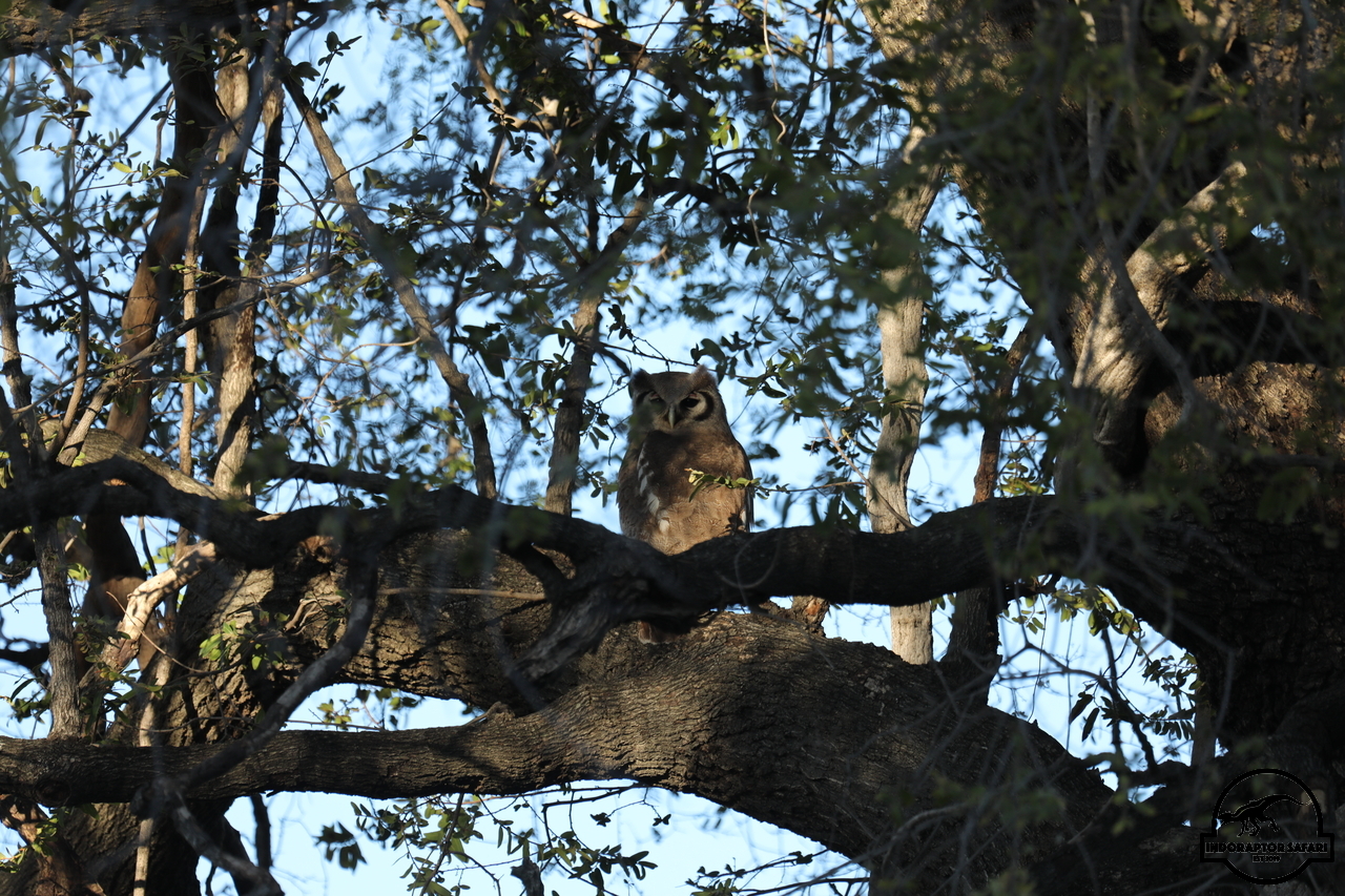 [385] 2019_06_22_12_41_07_Africa_Canon_EOS_5D_Mark_IV_IMG_0002505_00139.jpg