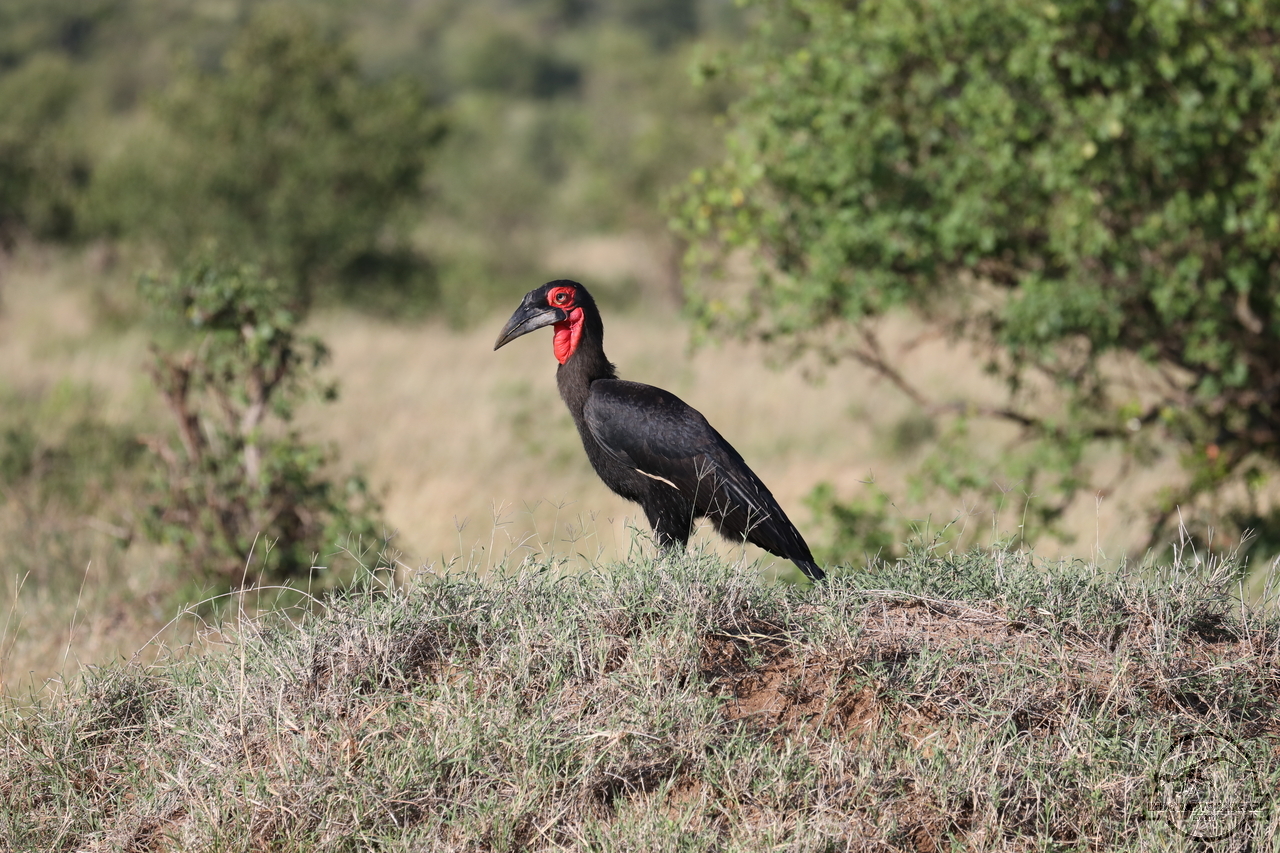 [412] 2019_07_03_12_07_38_Africa_Canon_EOS_5D_Mark_IV_IMG_0012934_00147.jpg