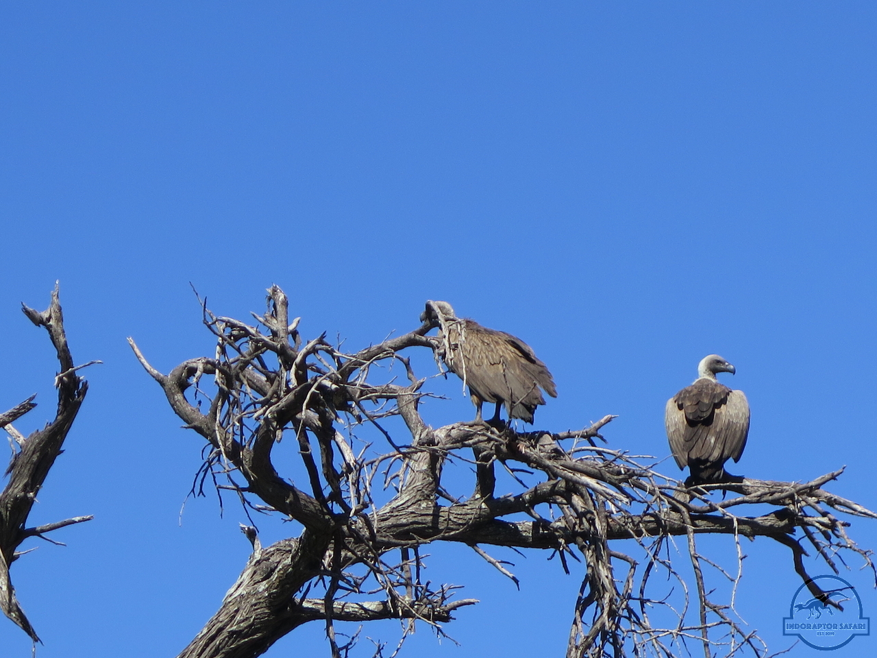 [440] 2019_06_22_05_37_31_Africa_Canon_PowerShot_G16_IMG_0089_00007.jpg