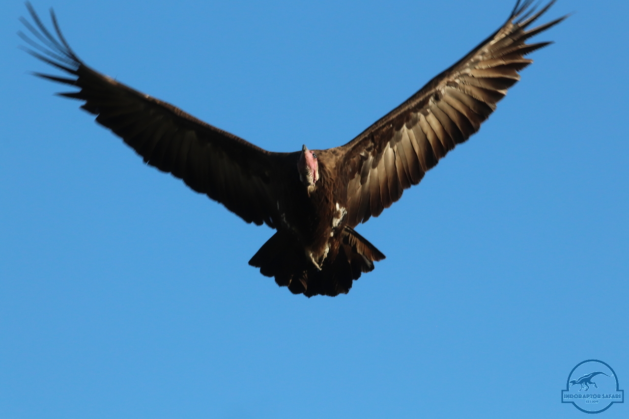 [447] 2019_06_22_16_58_00_Africa_Canon_EOS_77D_IMG_1041_00073.jpg