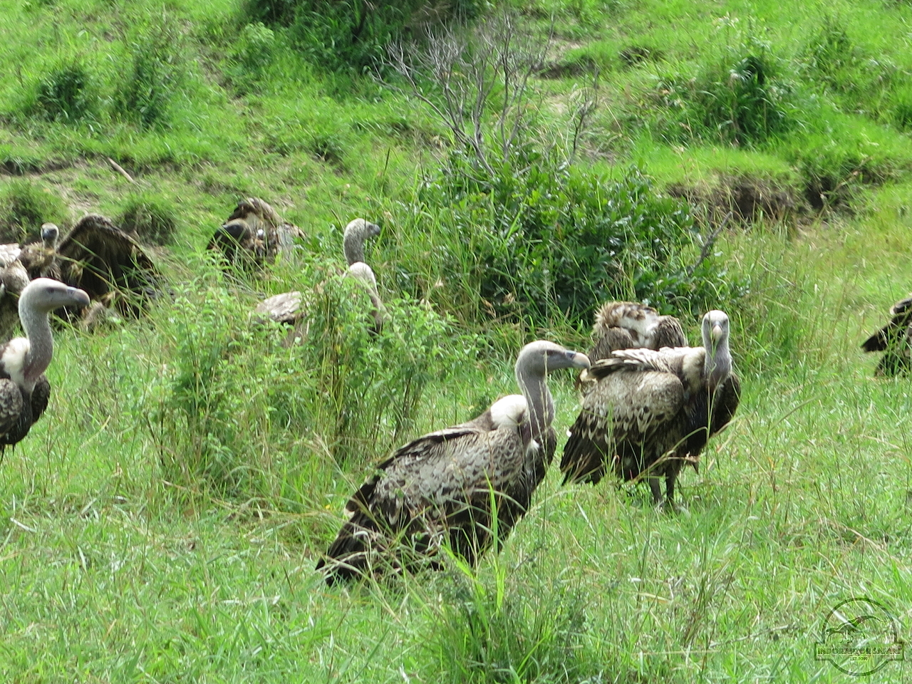 [457] 2019_07_02_05_26_29_Africa_Canon_PowerShot_G16_IMG_0086_00161.jpg
