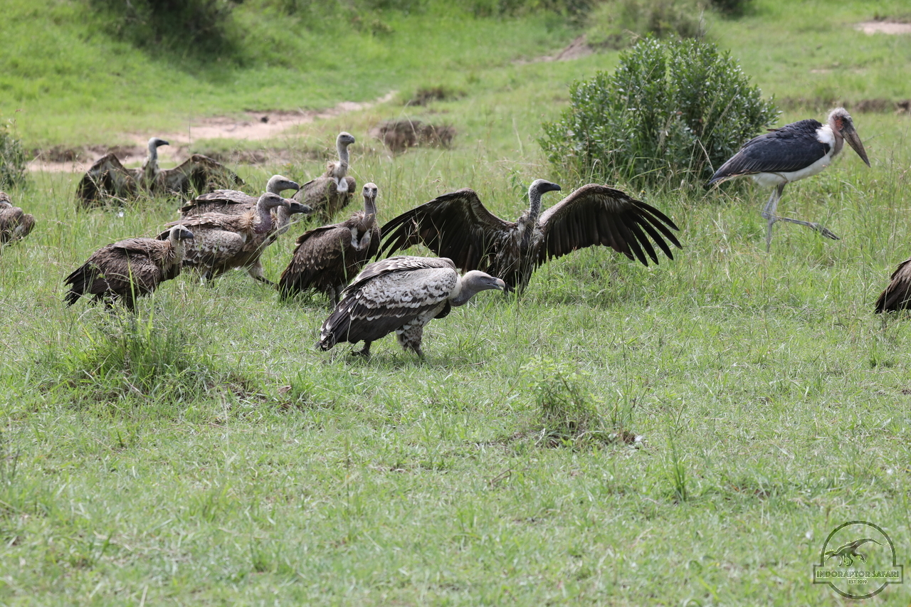 [459] 2019_07_02_16_13_54_Africa_Canon_EOS_5D_Mark_IV_IMG_0012361_00068.jpg