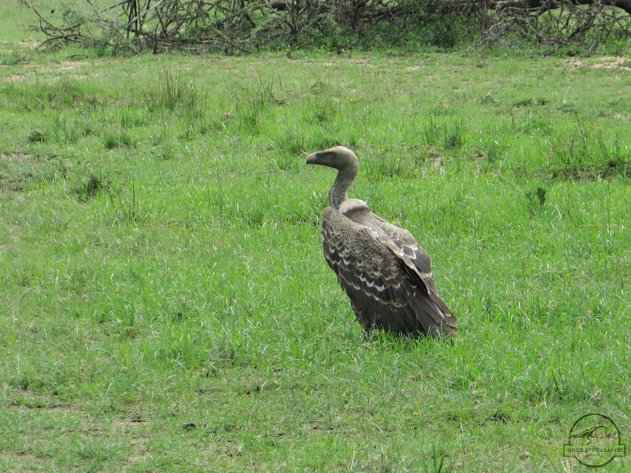 [463] 2019_07_04_04_28_24_Africa_Canon_PowerShot_G16_IMG_0112_00163.jpg