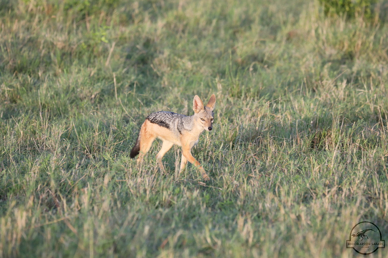 [482] 2019_07_01_11_13_12_Africa_Canon_EOS_5D_Mark_IV_IMG_0009985_00172.jpg
