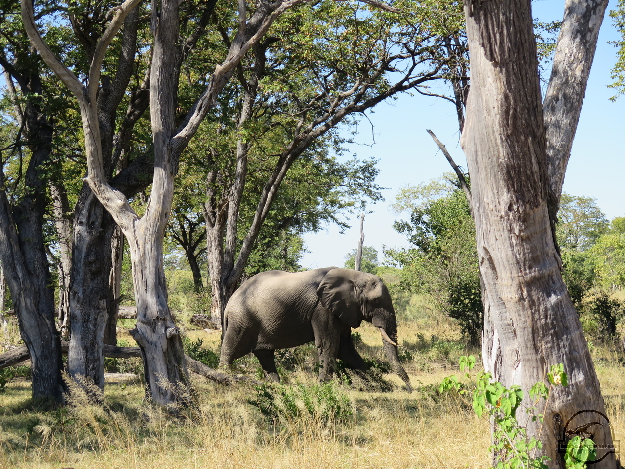 [525] 2019_06_19_08_21_51_Africa_Canon_PowerShot_G16_IMG_0003_00022.jpg