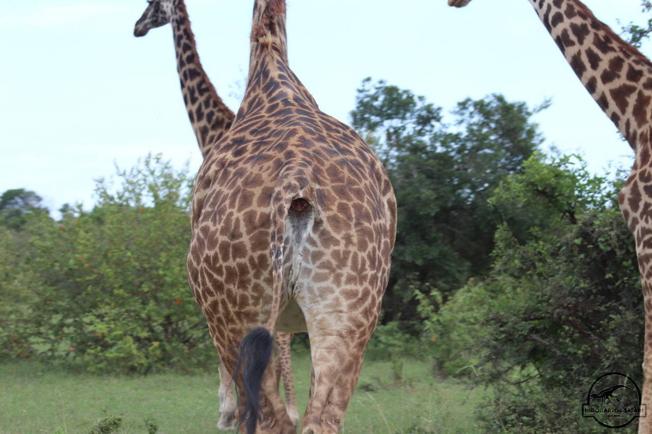 [622] 2019_07_04_08_30_26_Africa_Canon_EOS_77D_IMG_3978_00243.jpg