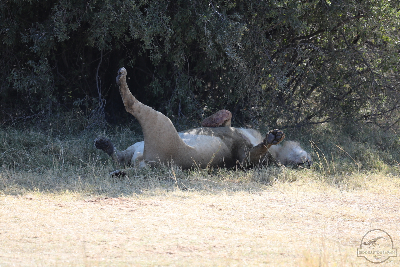 [1086] 2019_06_20_16_09_34_Africa_Canon_EOS_5D_Mark_IV_IMG_0001353_00475.jpg