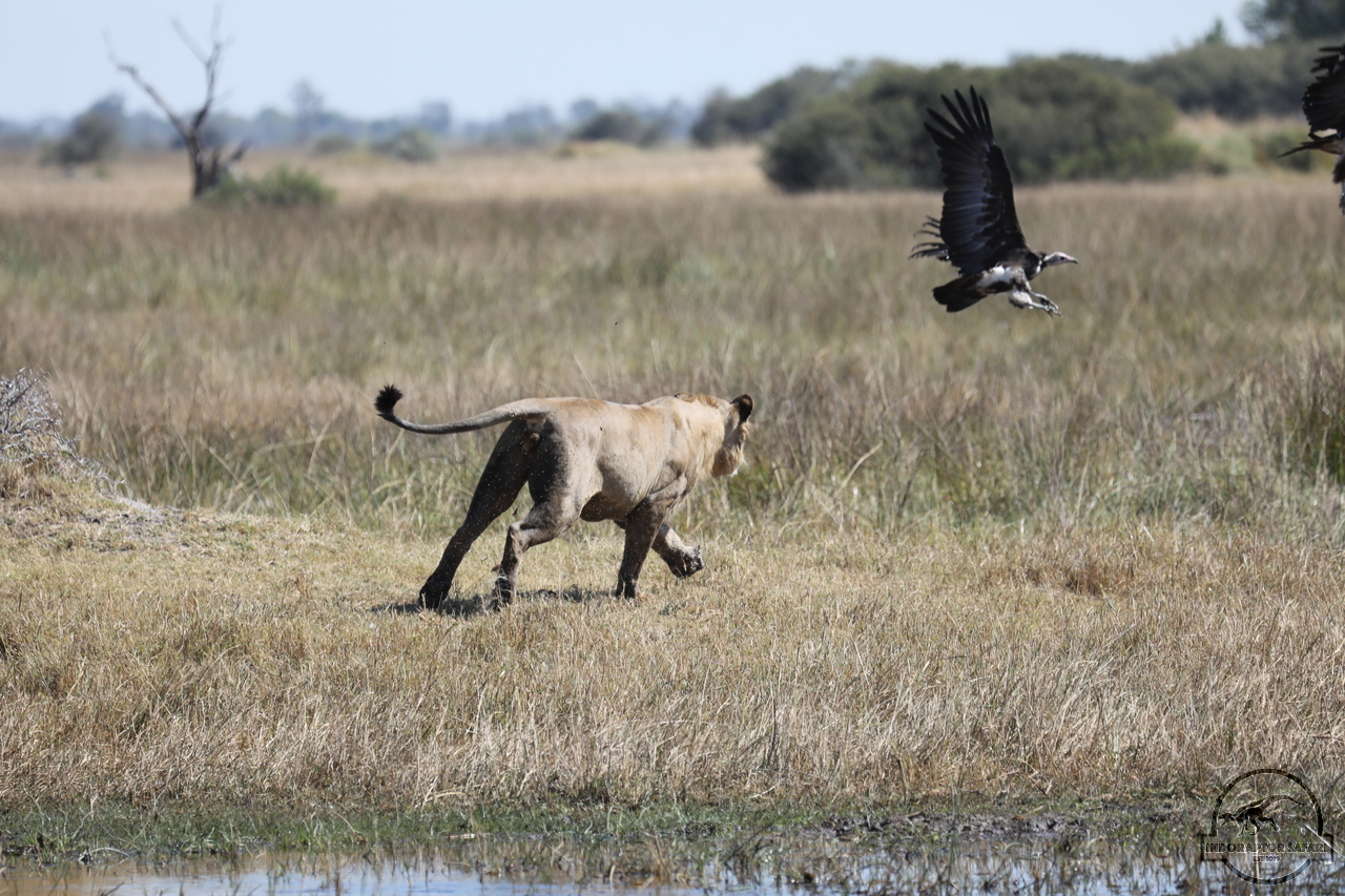 [1099] 2019_06_20_16_30_25_Africa_Canon_EOS_5D_Mark_IV_IMG_0001891_00015.jpg