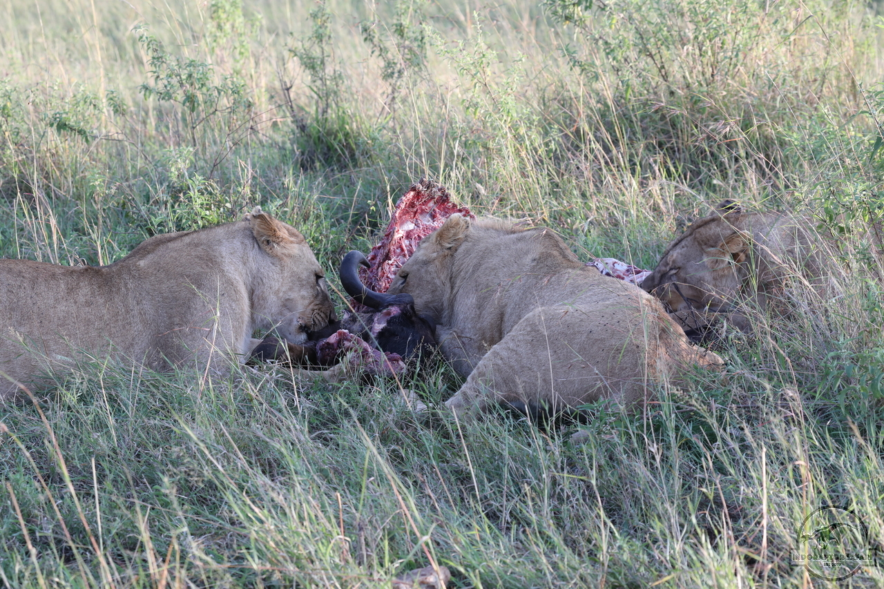[1117] 2019_07_01_11_21_47_Africa_Canon_EOS_5D_Mark_IV_IMG_0010099_00022.jpg