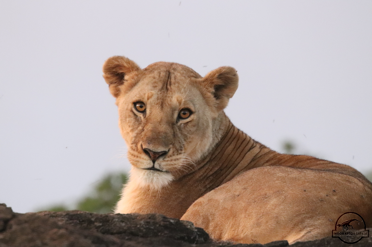 [1139] 2019_07_03_17_40_11_Africa_Canon_EOS_77D_IMG_3866_00039.jpg