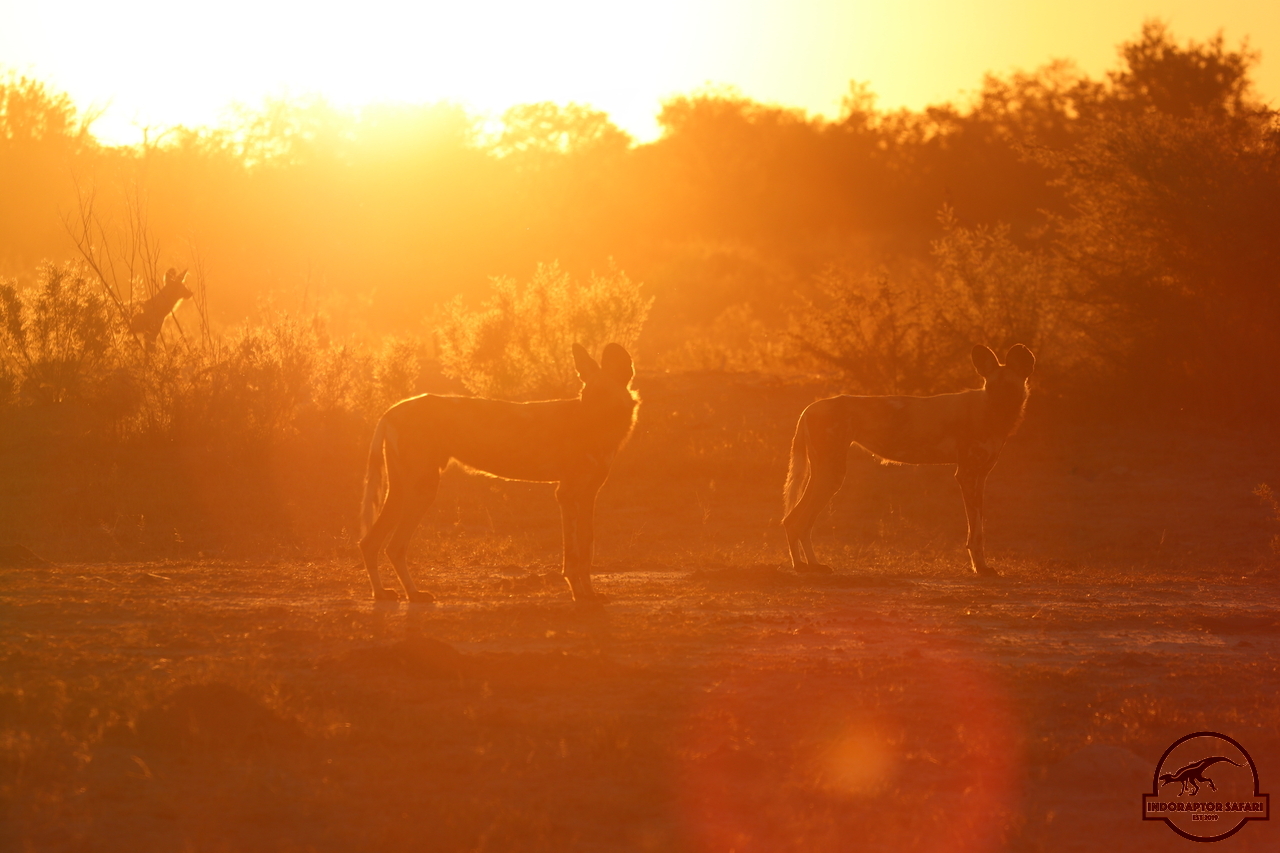 [1226] 2019_06_19_17_44_51_Africa_Canon_EOS_77D_IMG_0166_00557.jpg