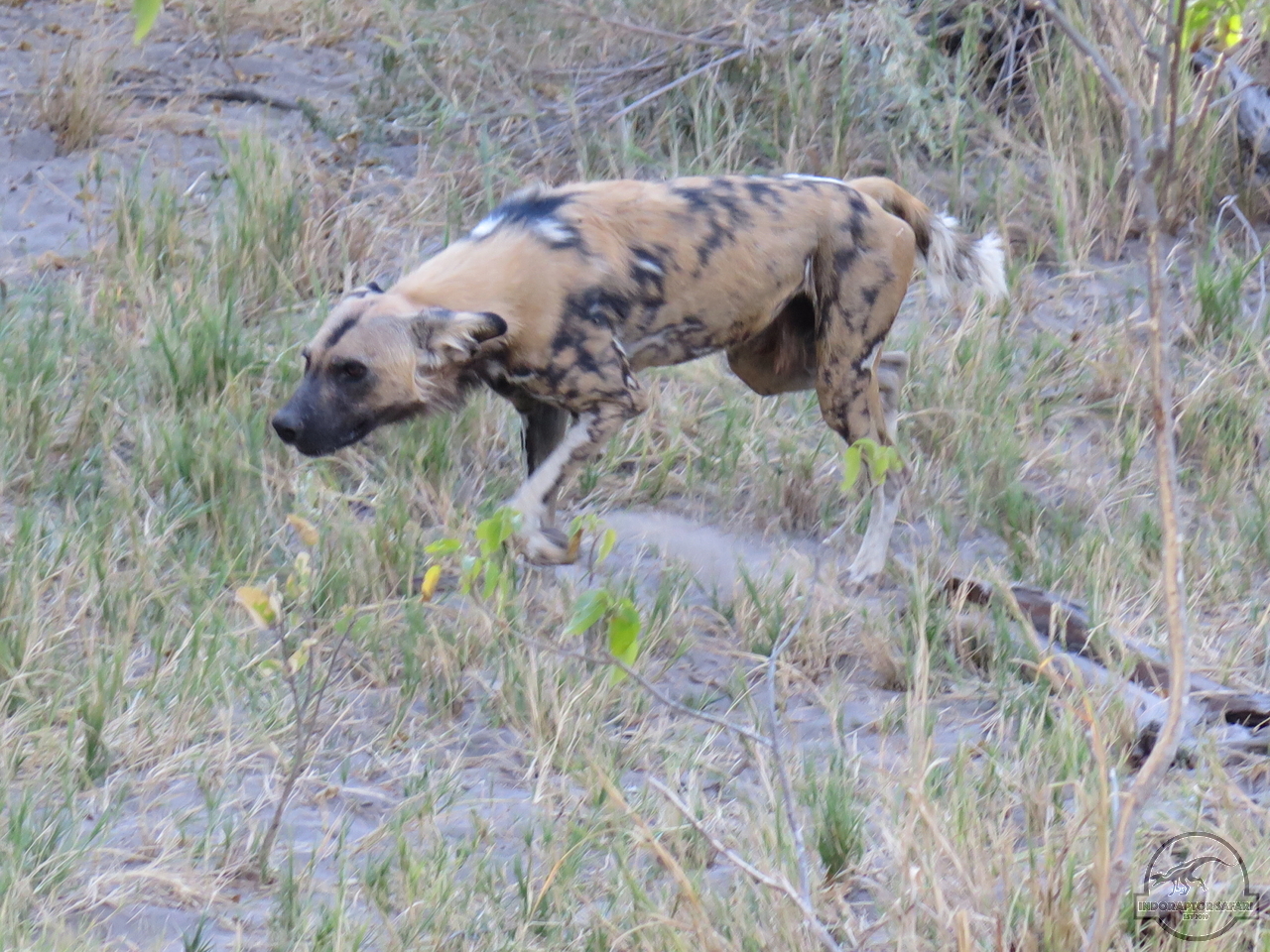 [1238] 2019_06_22_11_21_16_Africa_Canon_PowerShot_G16_IMG_0182_00559.jpg