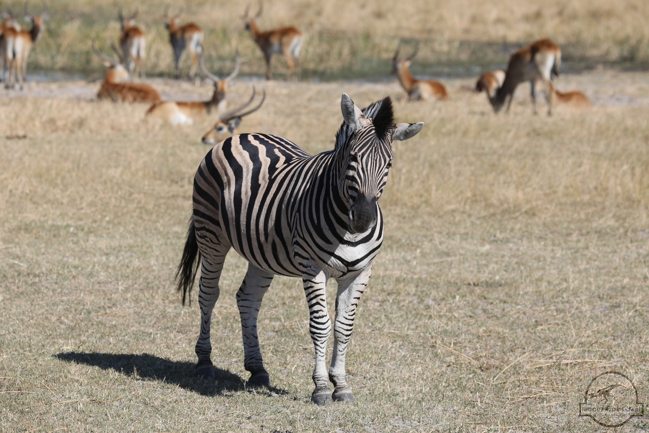 [1260] 2019_06_20_15_26_22_Africa_Canon_EOS_5D_Mark_IV_IMG_0001140_00562.jpg
