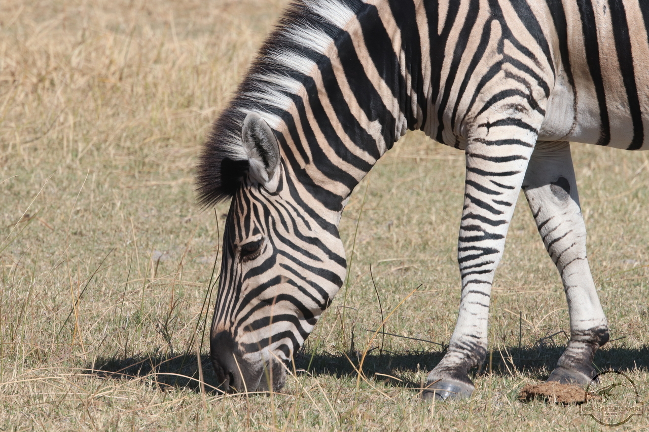 [1263] 2019_06_24_10_13_02_Africa_Canon_EOS_77D_IMG_3539_00003.jpg