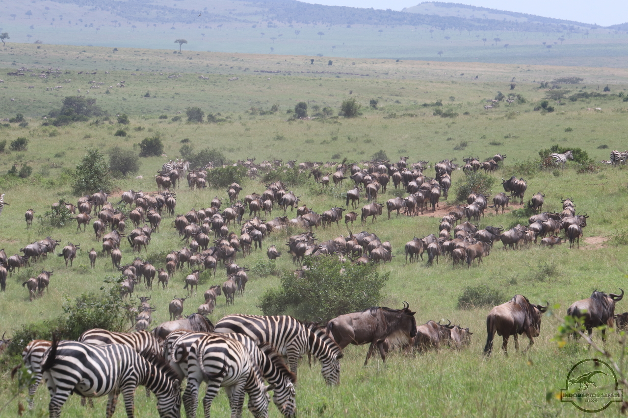 [1271] 2019_07_02_12_24_32_Africa_Canon_EOS_77D_IMG_3193_00009.jpg