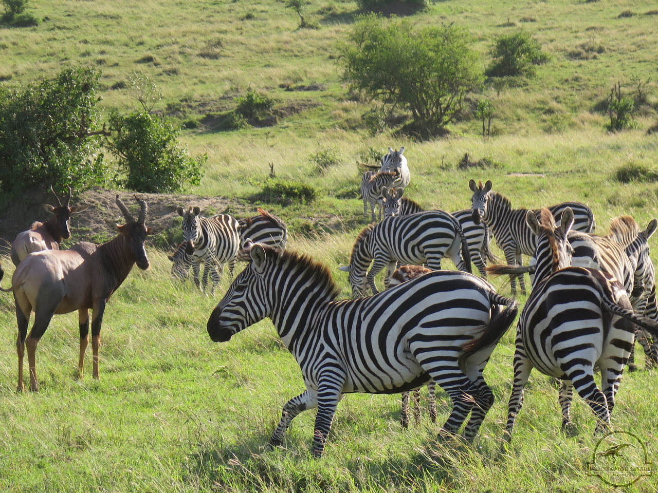 [1274] 2019_07_03_01_34_55_Africa_Canon_PowerShot_G16_IMG_0029_00566.jpg