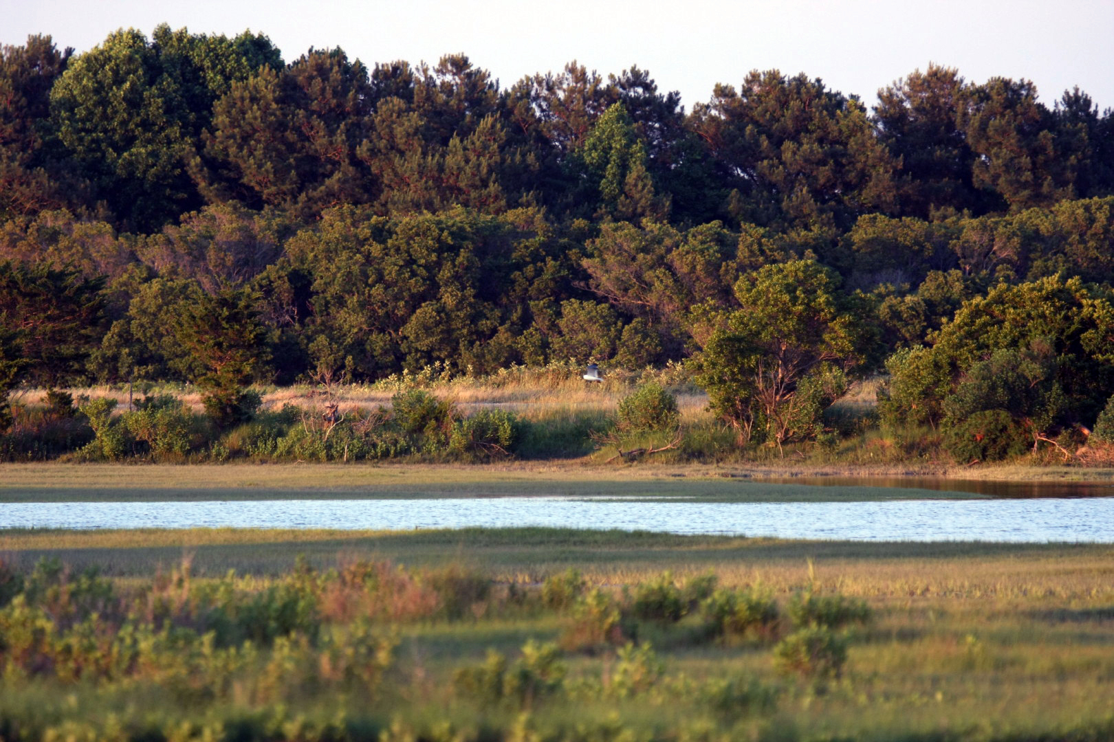 Assateague Island Vacation | 13-18 June 2014 | Sat, 14 Jun 2014 | 7:57:57 PM Assateague Island Vacation | 13-18 June 2014 | Sat, 14 Jun 2014 | 7:57:57 PM