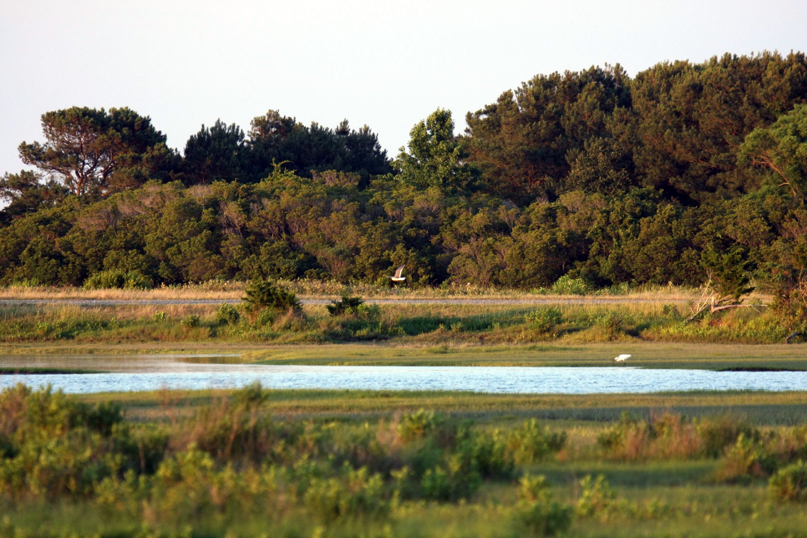 Assateague Island Vacation | 13-18 June 2014 | Sat, 14 Jun 2014 | 7:58:03 PM Assateague Island Vacation | 13-18 June 2014 | Sat, 14 Jun 2014 | 7:58:03 PM